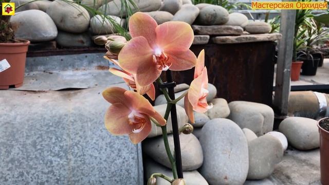 Редкая Орхидея из Азии в новом завозе! Много красивых сортов! смотреть онлайн