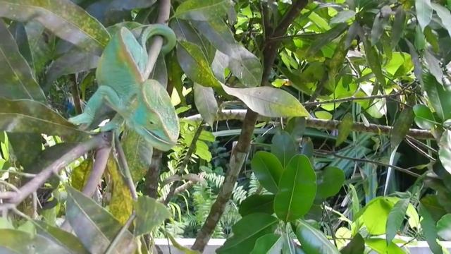 Хамелеон в атаке