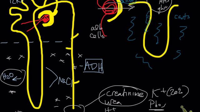 Review - Water + Kidneys