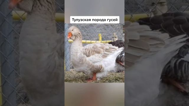 Тулузкая порода гусей. история, особенности породы,кормление ,уход,содержание. смотреть онлайн
