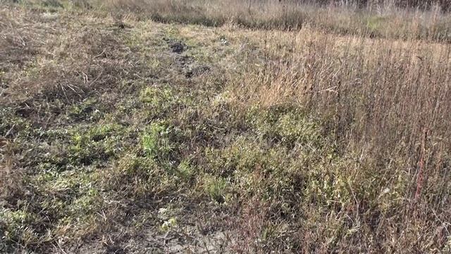 Чем засеять - засадить огород чтоб не обрабатывать и польза была. смотреть онлайн