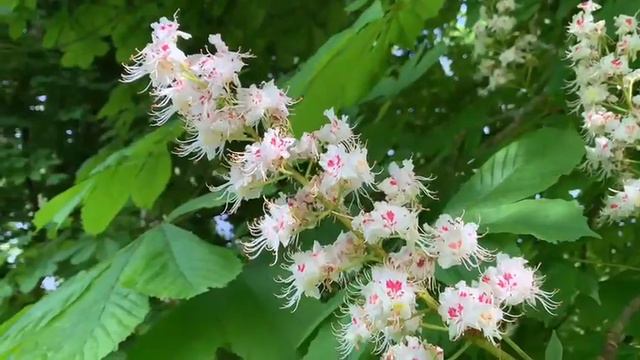 Деревья в цвету / Blossom trees#красота_природы смотреть онлайн
