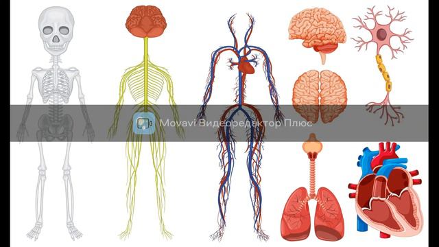Адам анатомиясы смотреть онлайн