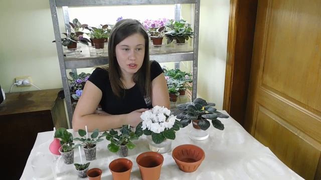 Полив. Мифы о поливе. Простые секреты как избавиться от перелива и пересушки фиалок? смотреть онлайн