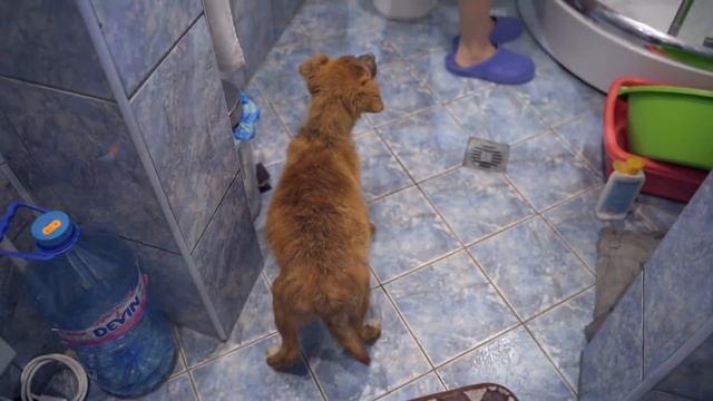 Abandoned Puppy Followed Us Home And We Let Him In смотреть онлайн