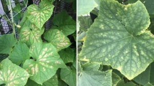 Лист огурца желтеет и сохнет по краю. Что это и чем лечить