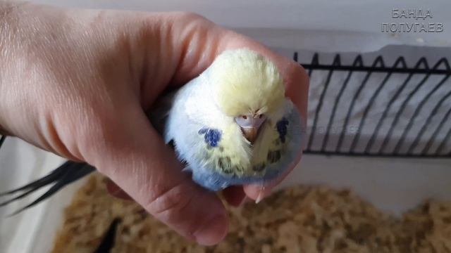 Приручаю птенцов. Пока они очень крикливые ?? смотреть онлайн