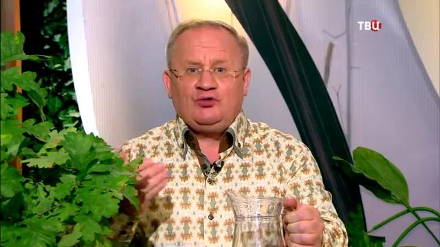 168 Дуб – целитель-долгожитель смотреть онлайн