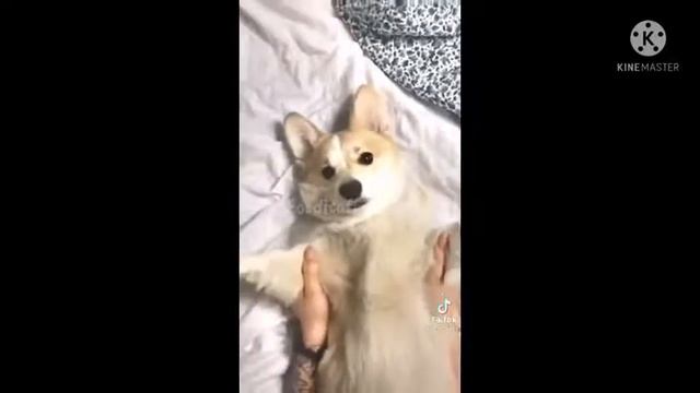 Уэльская овчарка(корги) смотреть онлайн