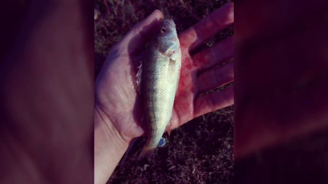 Г. Алматы, озеро Нагульный 2, 4.08.16г. смотреть онлайн