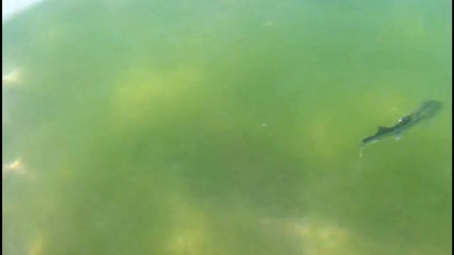 Встречи с редкими видами рыб. Анапа Джемете. 26.08.2018 смотреть онлайн