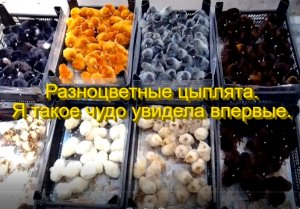 Разноцветные цыплята. Я такое чудо увидела впервые.