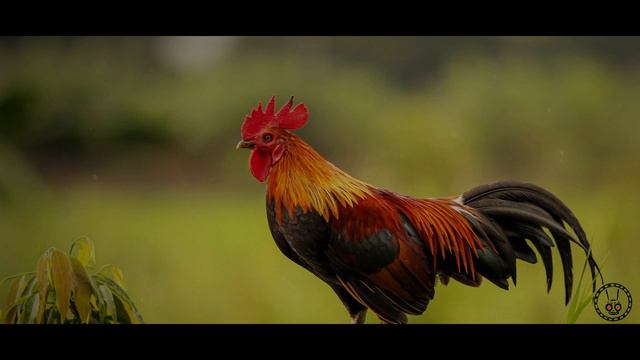 Audio Cuento "LA BOTIJA" de Salvador Salazar Arrué "Salarrué" смотреть онлайн