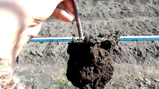 Черенки Ежевика Посаженные в сентябре месяце как Развиваются. 9.10.2021г. смотреть онлайн