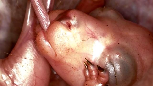 КЕНГУРУ - ИНТЕРЕСНЫЕ ФАКТЫ