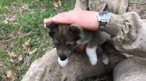 Как выбрать щенка охотничьей Лайки