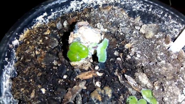 Интересный способ выращивания фиалки! Шаг 2. смотреть онлайн