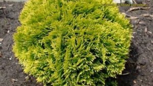 Туя западная Мириам. Краткий обзор, описание характеристик thuja occidentalis Mirjam
