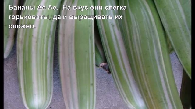 Бананы бывают разные синие желтые красные смотреть онлайн