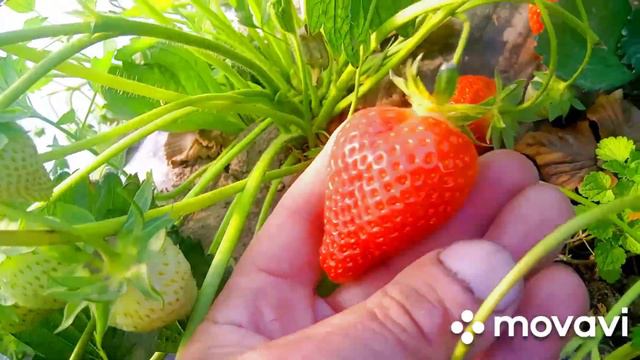 Огляд полуниці сорт Бріла 28.05.2023. Саджанці розсада полуниці. смотреть онлайн