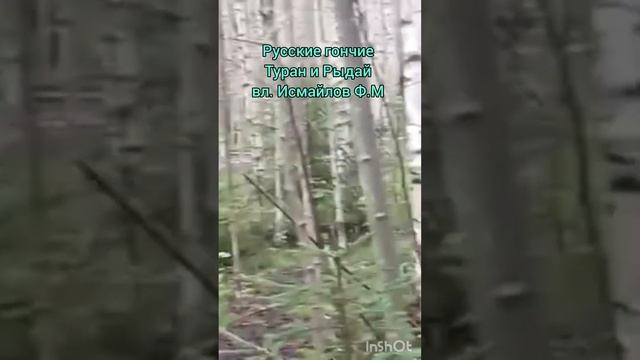Русские гончие Туран и Рыдай вл. Исмайлов Ф.М смотреть онлайн