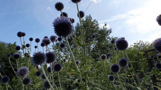 Видео заставка - Мордовник и много насекомых. Мордовник на даче. Video screensaver. 4К Видео смотреть онлайн