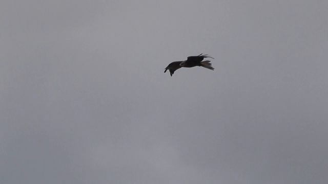 Коршун в небе. Kite in the sky. смотреть онлайн