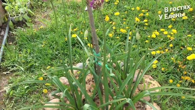 Приехала ЛЮБОЧКА в гости. АРТЕМ это сделал. Копаю грядки. ПОДАРКИ. Утро КОФЕ смотреть онлайн