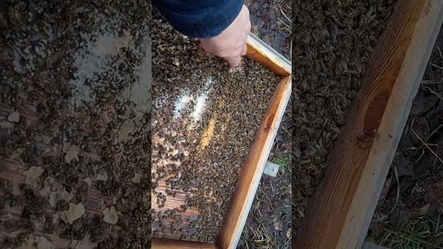 Первый осмотр пчел после зимовки. смотреть онлайн