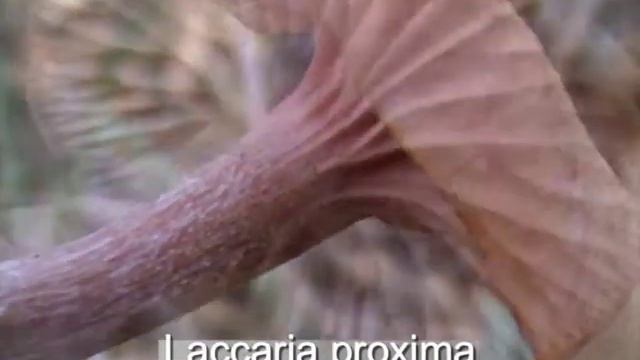 laccaria_proxima.mpeg смотреть онлайн