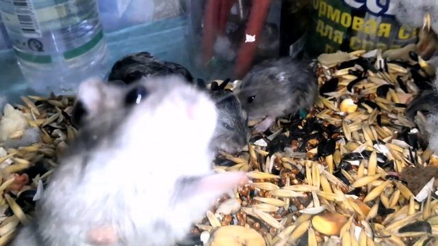 СИРИЙСКИЙ ХОМЯК ДЖУНГАРСКИЙ Д(7) смотреть онлайн