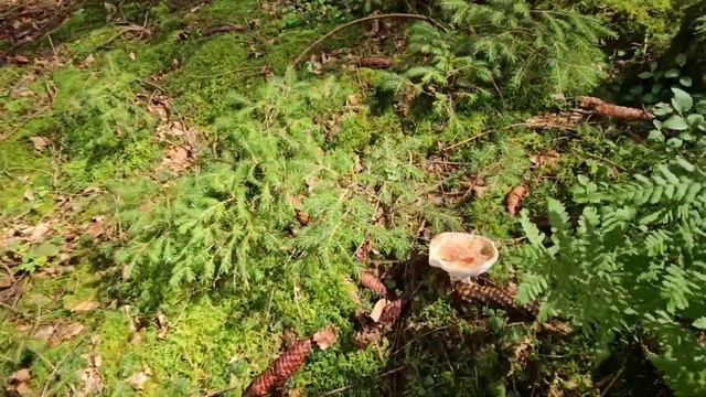 Грибы-грибочки