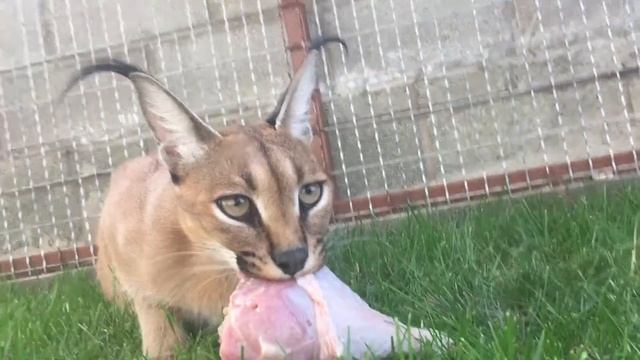 Каракал дома. Caracal.