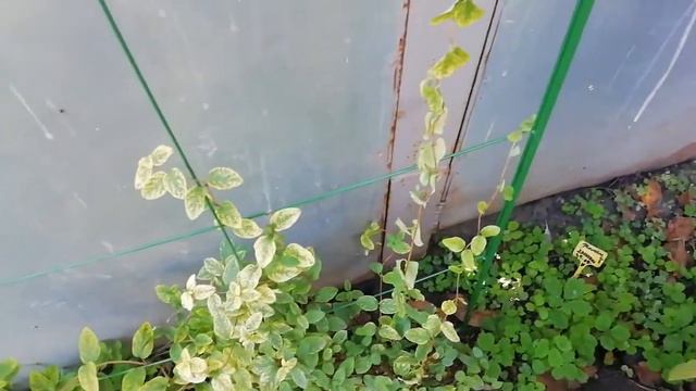 Жимолость украсит забор смотреть онлайн