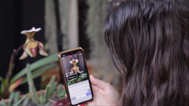 My crazy, beautiful love affair with succulent plants | Filipa Domingues | TEDxJohannesburgSalon смотреть онлайн