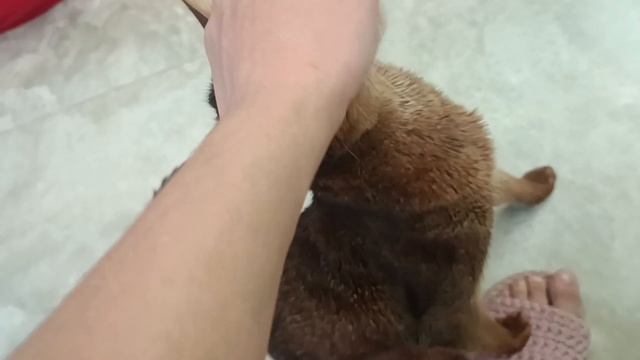 //РАСПАКОВКА НОУТБУКА?//УТКИ?//ЧТО СЕСТРА НЕ ДОЛЖНА ЗАМЕТИТЬ?// смотреть онлайн