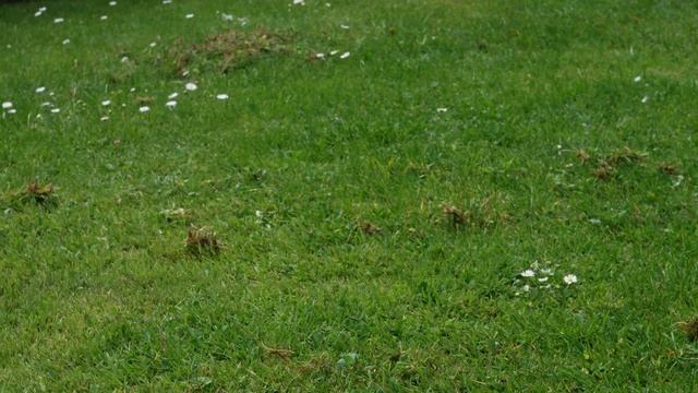 Gardena Sacrifier 3395-20 смотреть онлайн