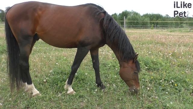 Интересные особенности лошадей смотреть онлайн