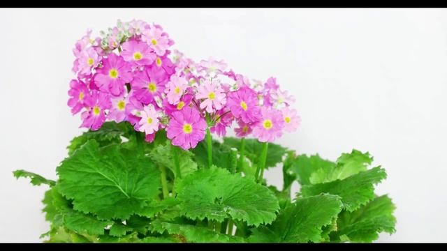 Primula Malacoides - Fliederprimel, Fairy Primrose