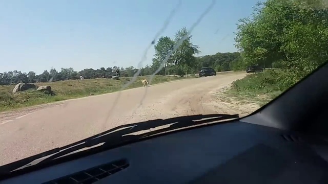 Тупые французские туристы чуть не стали едой для гепардов смотреть онлайн