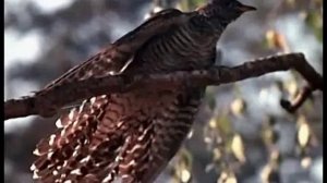 Н.Будашкин Увертюра - фантазия к к/ф "Морозко"