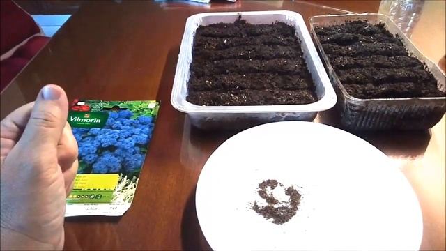 АГЕРАТУМ КАК Я ПОСЕЯЛА АГЕРАТУМ ГРЕЦИЯ ЯНВАРЬ 2020г смотреть онлайн