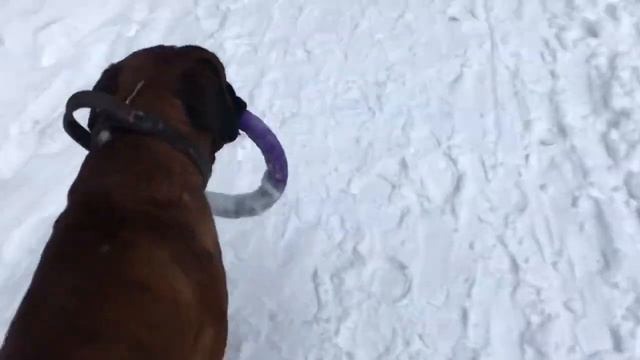 Нарвались в лесу на разъярённую собаку смотреть онлайн