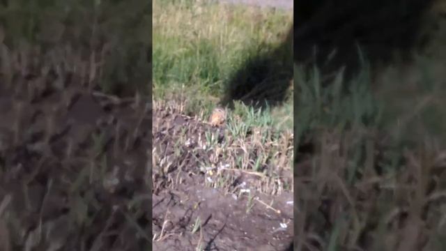 Суслик в поле смотреть онлайн