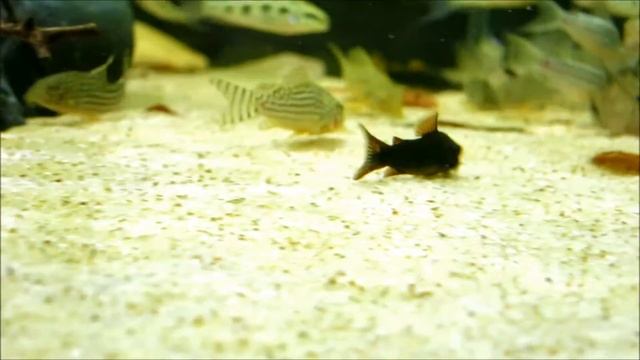 corydoras schultzei black смотреть онлайн
