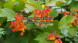 Нани Брегвадзе   Горчит калина  xvid