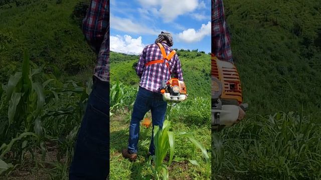 Desbrozadora Daewoo 52 Cc limpiando milpa смотреть онлайн