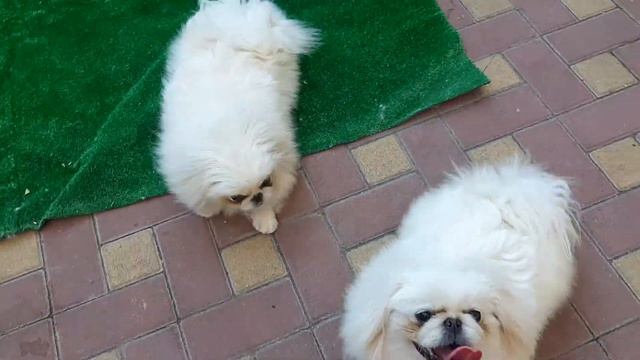 Щенки пекинеса девочки в продаже смотреть онлайн