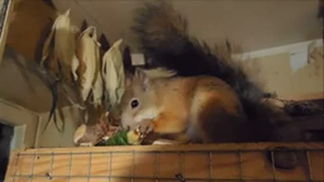 Мышь ест шишку смотреть онлайн