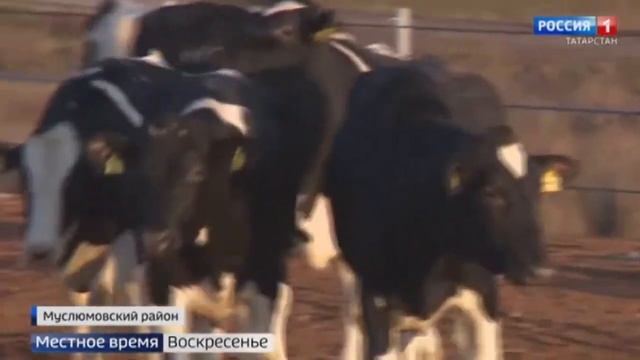 В Муслюмовский район привезли партию коров из Германии смотреть онлайн